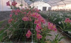 شهریار؛ از باغ‌های سنتی تا گلخانه‌های مدرن در غرب تهران
